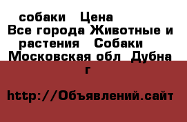 собаки › Цена ­ 2 500 - Все города Животные и растения » Собаки   . Московская обл.,Дубна г.